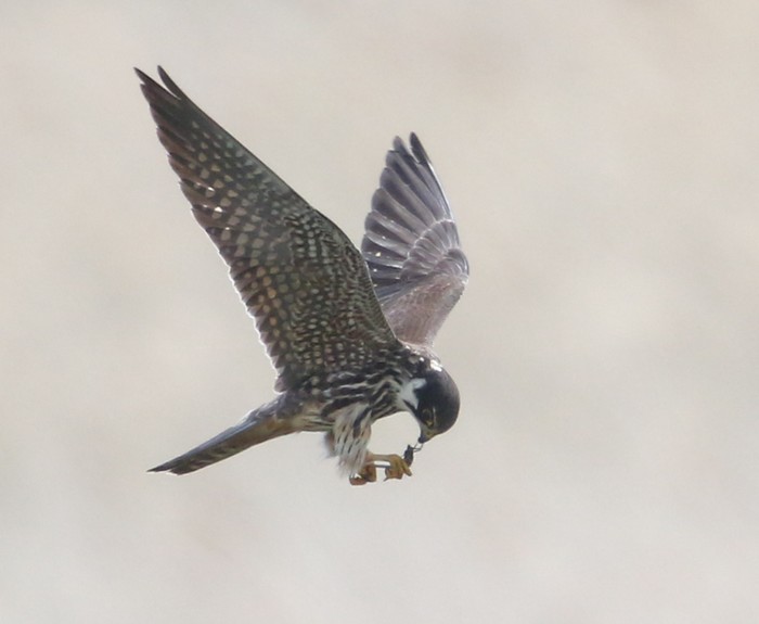 Hobby