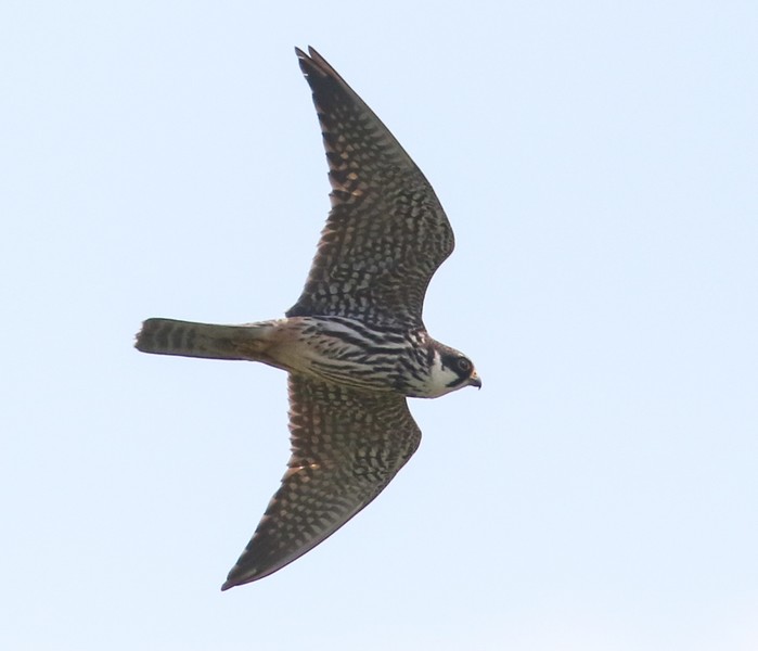 Hobby
