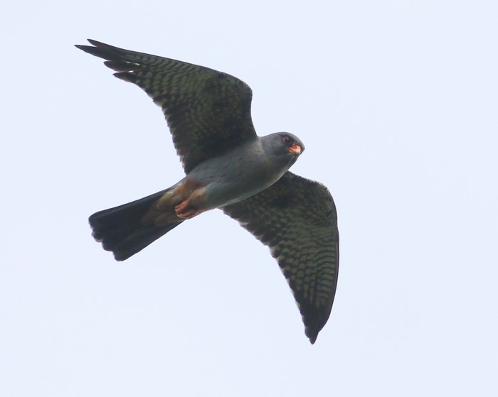 Red-footed Falcon