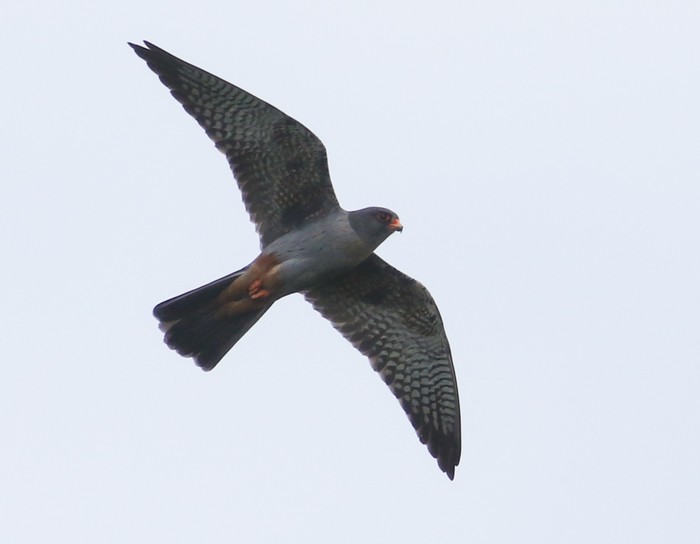Red-footed Falcon