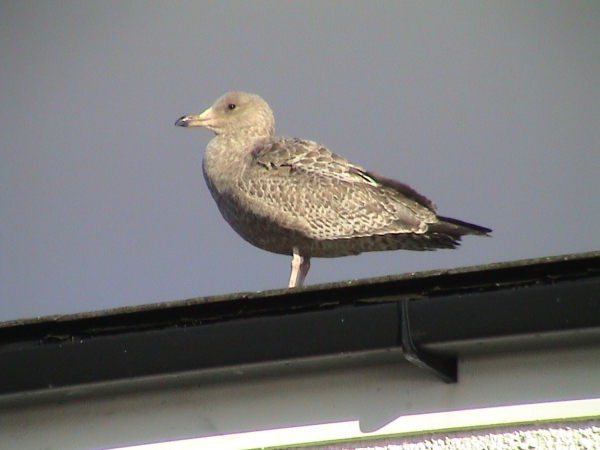 American Herring Gull