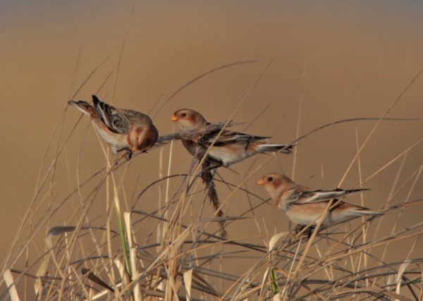 Snow Bunting
