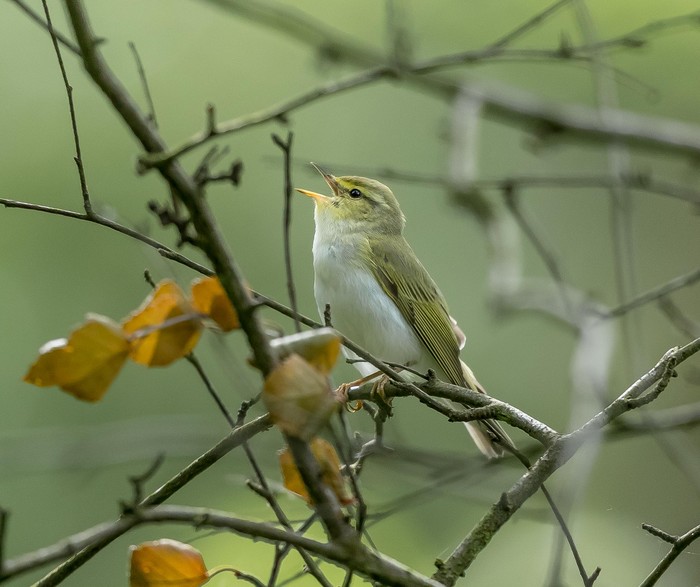 Wood Warbler