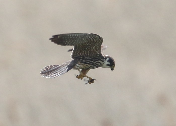 Hobby