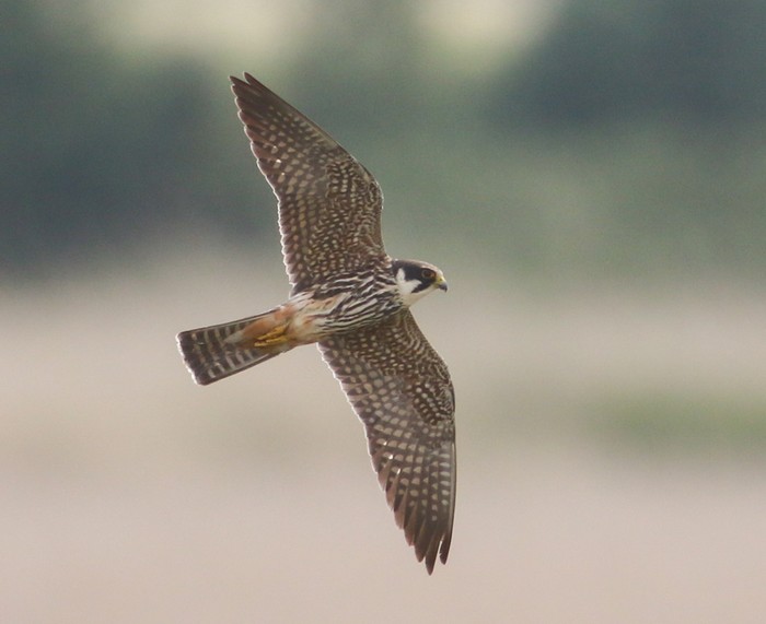 Hobby