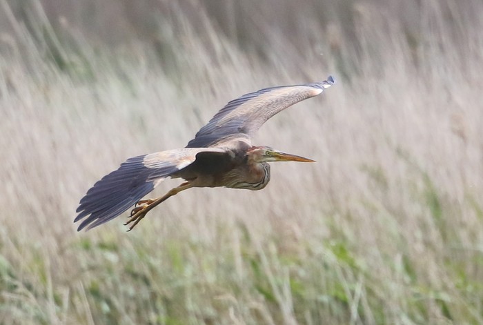 Purple Heron