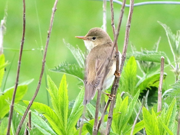 Marsh Warbler