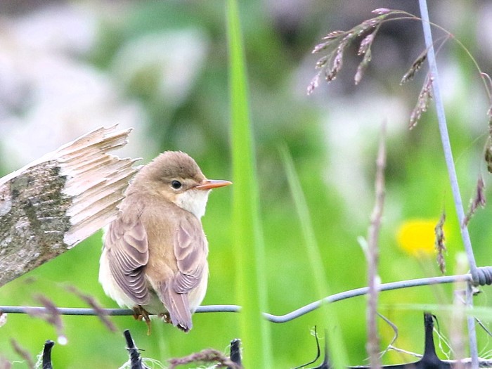 Marsh Warbler