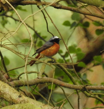 Redstart