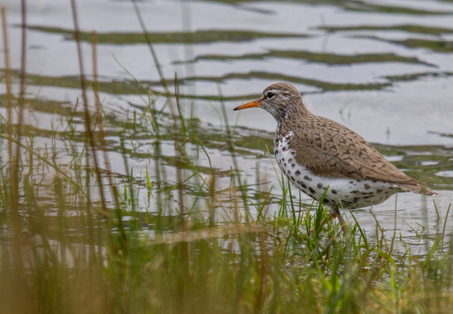 Spotted Sandpiper