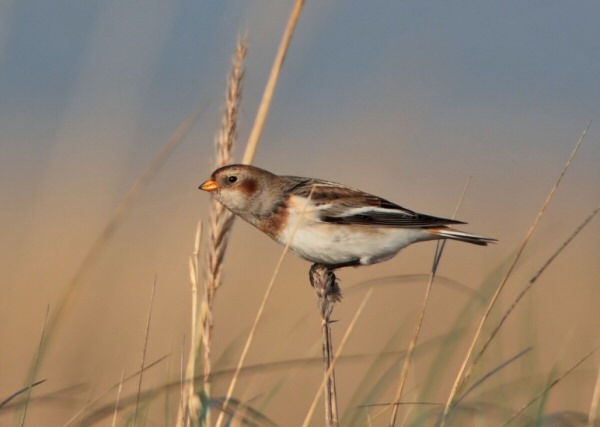 Snow Bunting