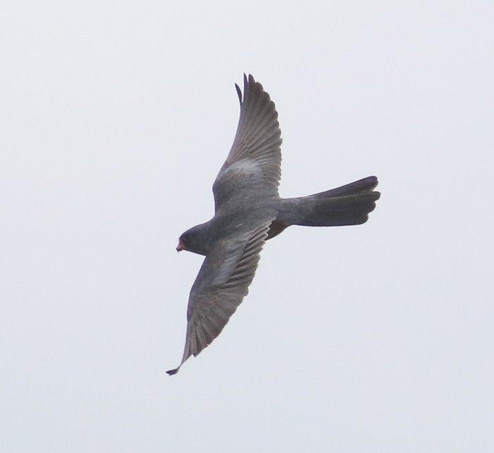 Red-footed Falcon