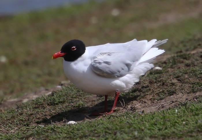 Mediterranean Gull