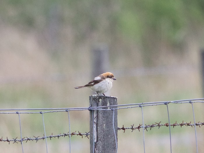 Woodchat Shrike