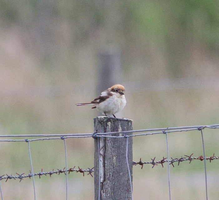 Woodchat Shrike