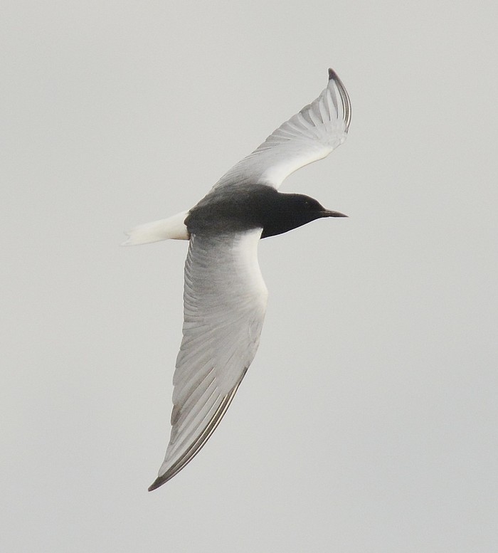 White-winged Black Tern