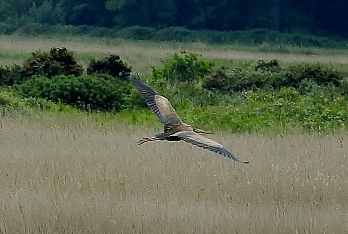 Purple Heron