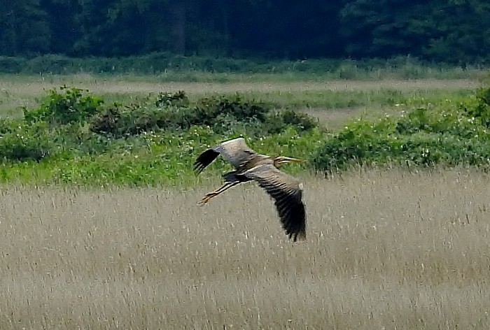 Purple Heron