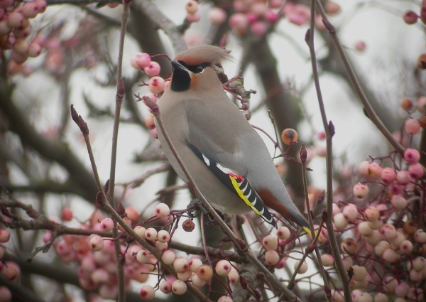Waxwing