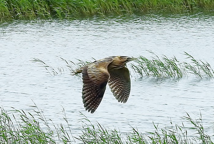 Bittern