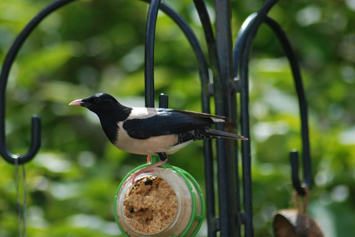 Rose-coloured Starling