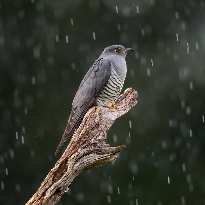 Cuckoo