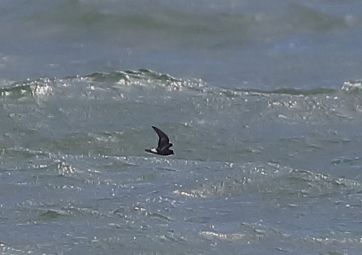 Storm Petrel