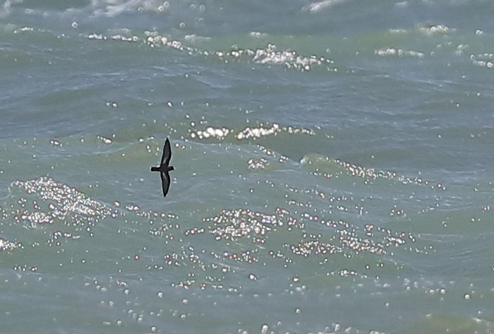 Storm Petrel