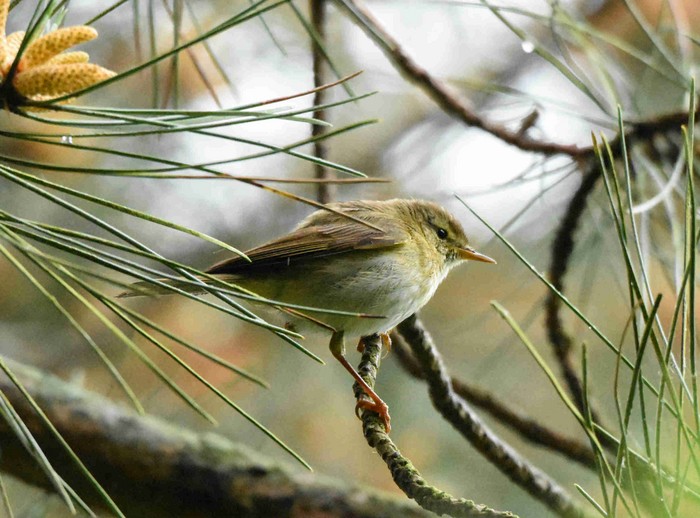 Iberian Chiffchaff