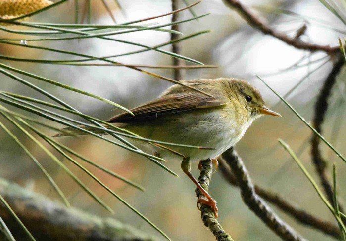 Iberian Chiffchaff