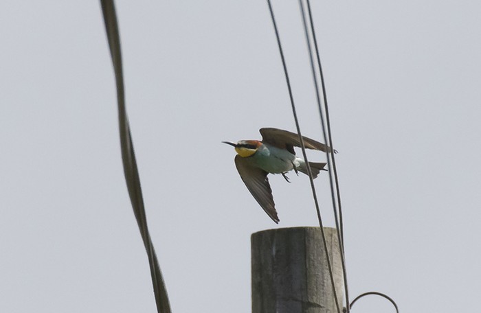 Bee-eater