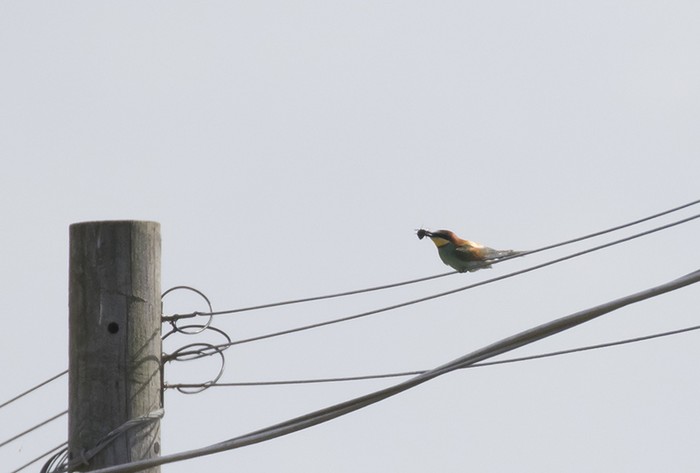 Bee-eater
