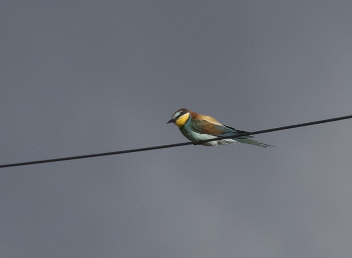 Bee-eater