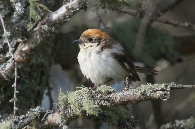 Woodchat Shrike