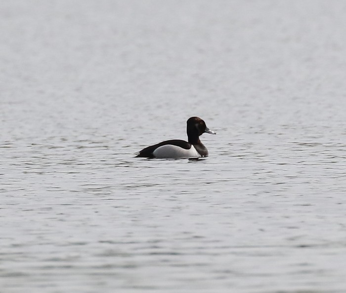 Ring-necked Duck