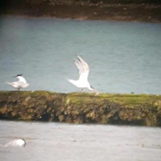 Elegant Tern