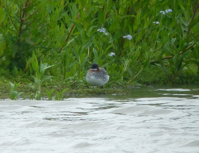 Red-necked Phalarope