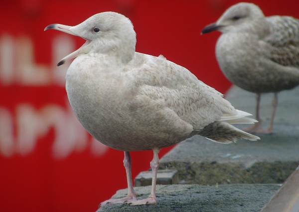 Glaucous Gull