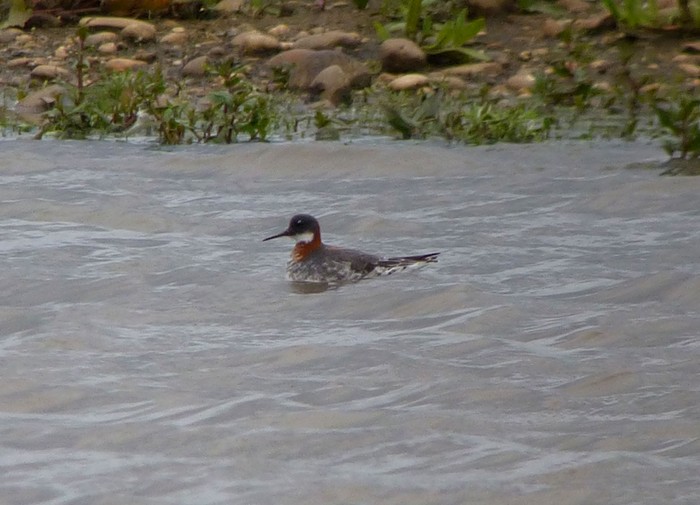 Red-necked Phalarope