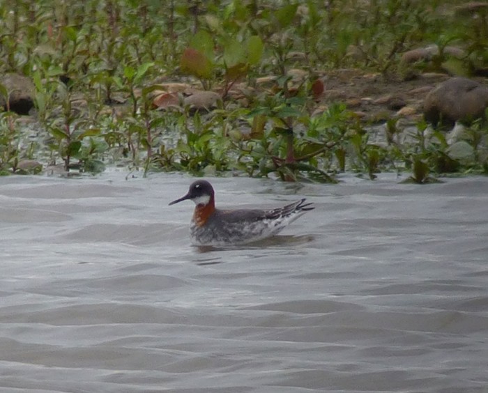 Red-necked Phalarope