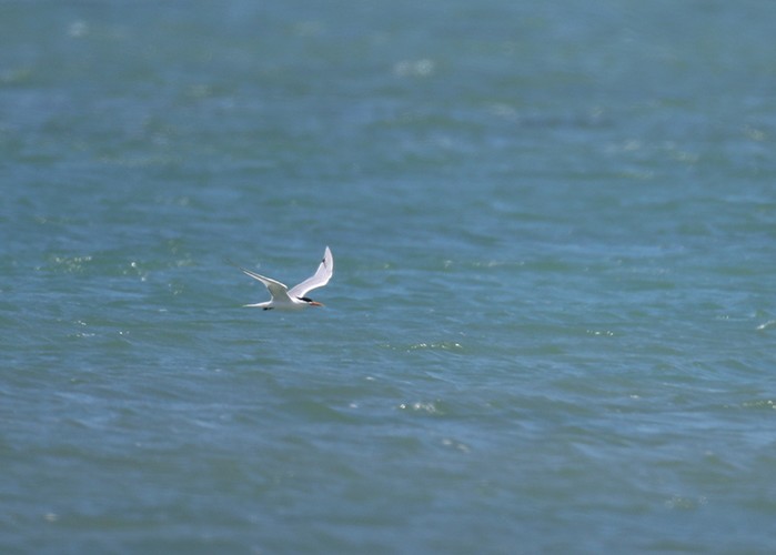 Elegant Tern
