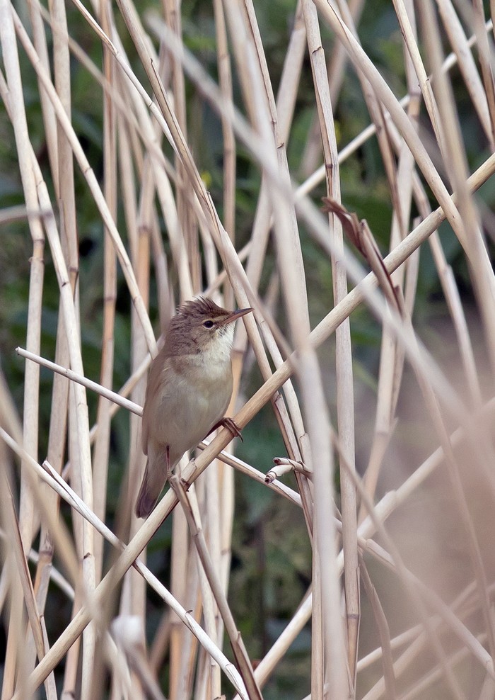Marsh Warbler