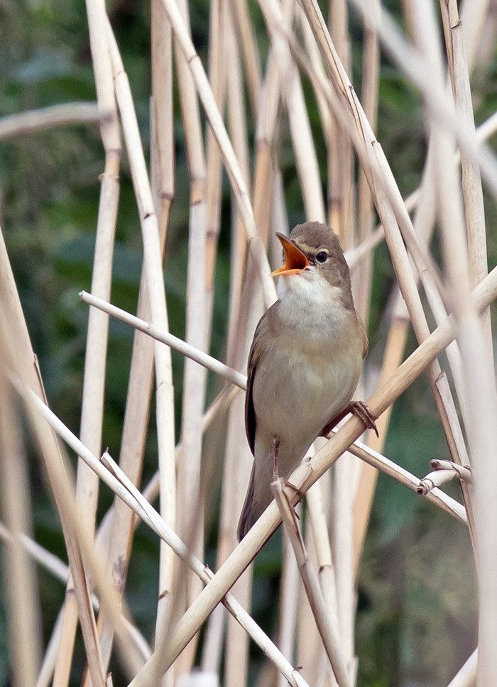 Marsh Warbler
