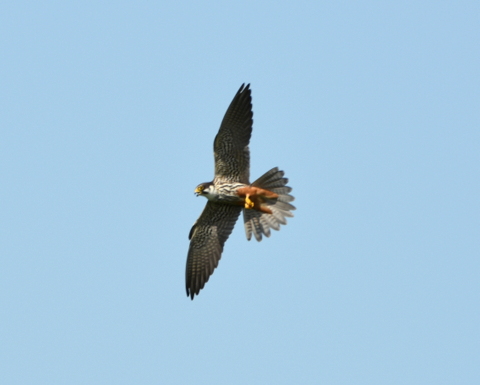 Hobby