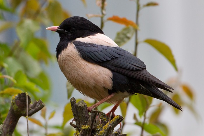 Rose-coloured Starling