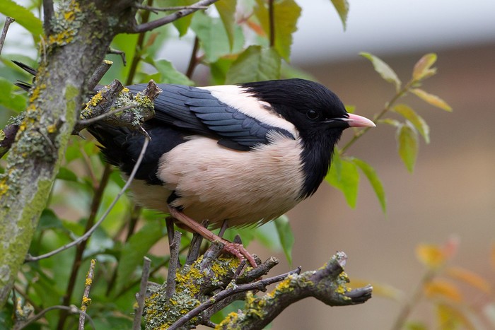 Rose-coloured Starling
