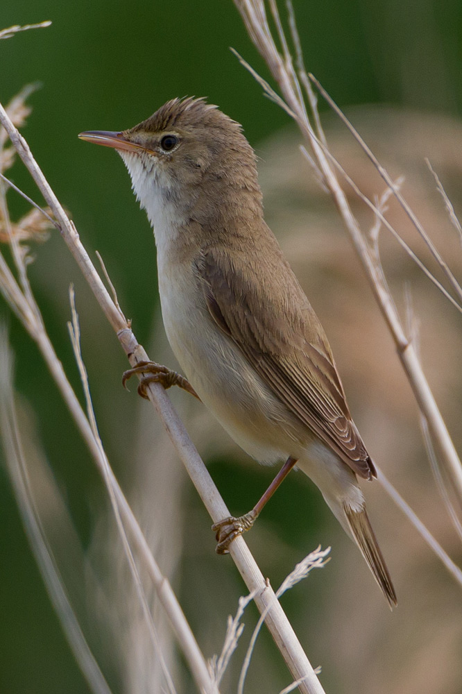 Marsh Warbler