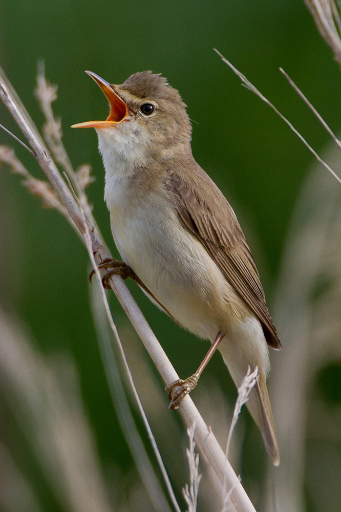 Marsh Warbler