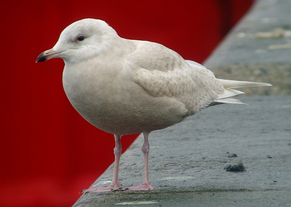 Iceland Gull