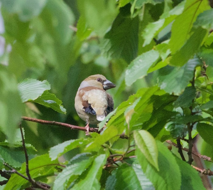 Hawfinch